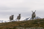 b5_kjellstromdalen_15juli07_03