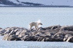 190630a_Magdalenefjord_66