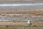 190711a_Tordenskjoldbukta_98