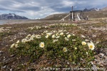 190702a_Gjertsenodden_48