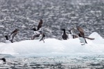 160606a_Hamiltonbukta_134_E