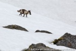 a6q_Hamiltonbukta_03Juli15_52_E