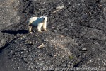 220830c_Diskobukta_15_N