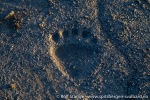 220830d_Diskobukta_018_N