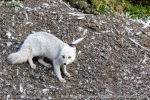 220831c_Buedelfjellet_123_N