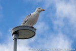 220809b_Ny-Alesund_18_N