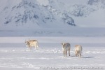 220506b_Erdmannodden_32_N