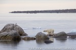 210816c_Jyplingane_0055_N