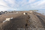 210914a_Jyplingane_50_N