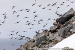 220603a_Fuglesongen_032_N