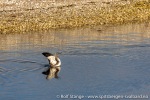 220903c_Nordre-Russeoya_112_N