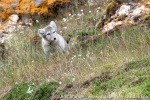 220717c_Ossian-Sarsfjellet_117_N