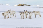 170530a_Eidembukta_016_N