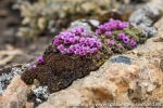 190607a_Eidembukta_06_N