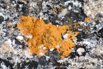 190607a_Eidembukta_29_N