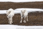 190607a_Eidembukta_63_N