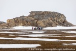 190607a_Eidembukta_70_N