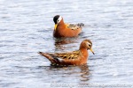230607a_Eidembukta_39_N