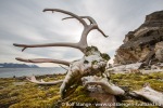a9j_Eidembukta_21Aug14_077_N
