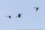230601a_Forsbladodden_11_N