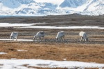 230601a_Forsbladodden_14_N