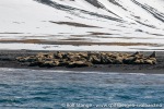230601c_Maaseneset_06_N