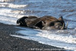 230601c_Maaseneset_18_N