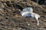 230606a_Ossian-Sarsfjellet_20_N