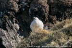 230606a_Ossian-Sarsfjellet_24_N