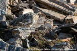 230606a_Ossian-Sarsfjellet_30_N