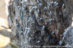230606a_Ossian-Sarsfjellet_43_N