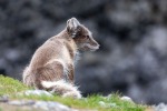 230712a_Buedelfjellet_062_D