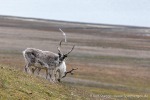 230712a_Buedelfjellet_113_D