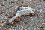 230712c_Rindedalen_01_D