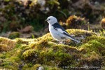 230714b_Hyttevika_04_D