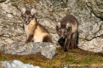 230714b_Hyttevika_77_D