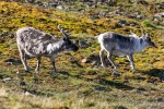 230716a_Observatoriefjellet_02_D