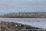 230703c_Eidembukta_62_N