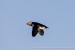230704c_Kongsfjord_15_N