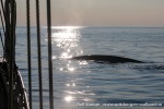 230704c_Kongsfjord_32_N