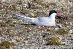230705a_Ny-Alesund_10_N