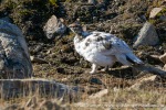 230705c_Ossian-Sarsfjellet_007_N