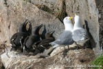 230705c_Ossian-Sarsfjellet_034_N