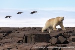 230710b_Gyldenoyane_054_N