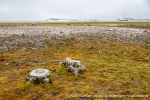 230711a_Kiepertoya_14_N