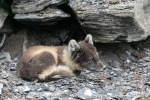 230712a_Buedelfjellet_017_N