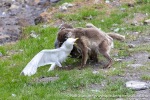 230712a_Buedelfjellet_103_N