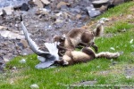 230712a_Buedelfjellet_106_N
