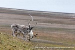 230712a_Buedelfjellet_113_N