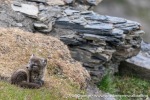 230712a_Buedelfjellet_141_N